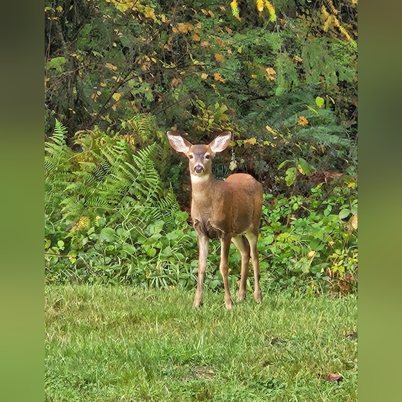 Meet your Posher, Briana - Picture 3 of 3